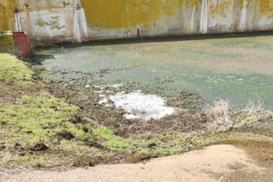 Вода з очисних споруд лякає мешканців Мар'янівки